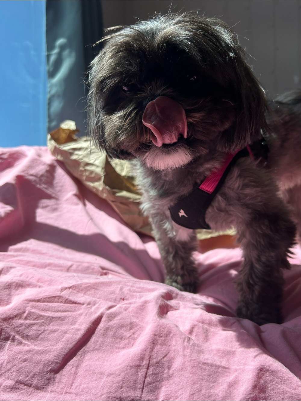 Hot Pink Dog Harness